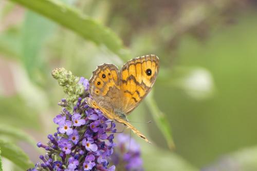 Lasiommata megera